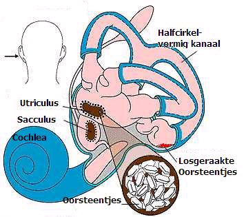 BPPV anatomie
